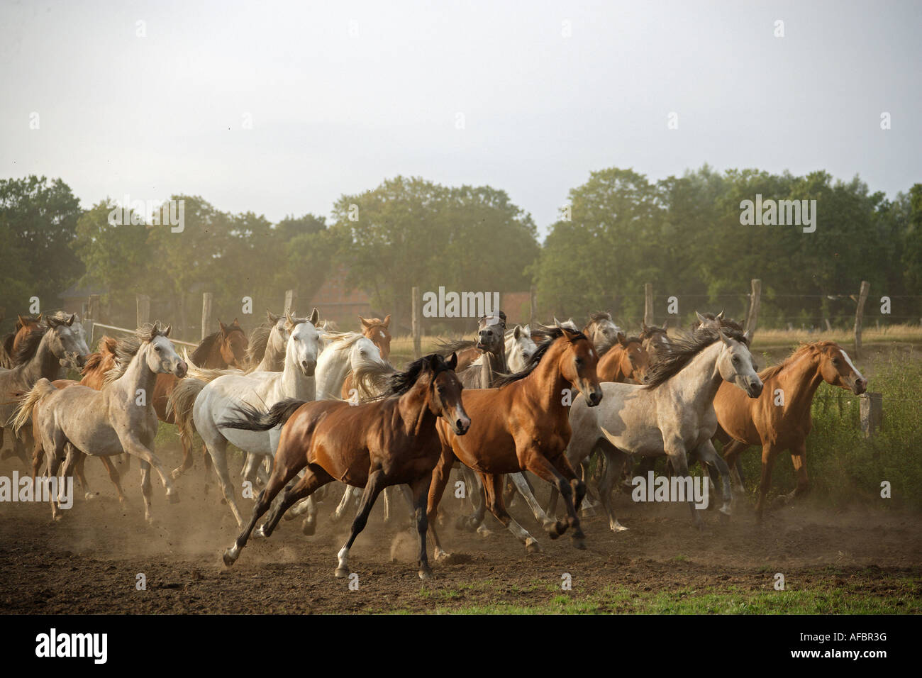 Arabisches Pferd. Herde von Jährlingen im Galopp Stockfoto
