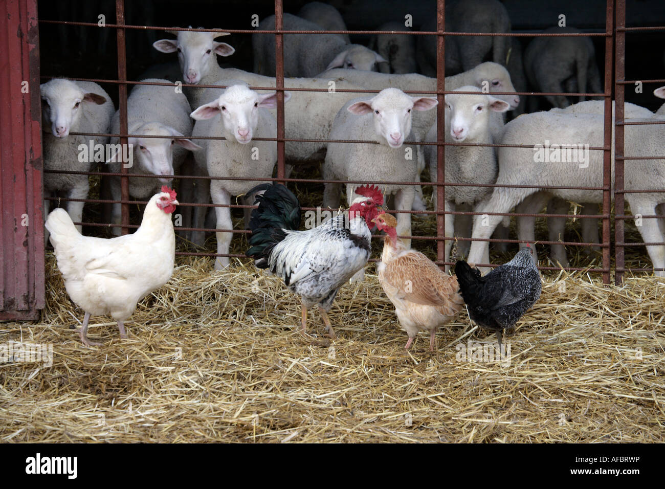 Schafe und Hühner Spanien Stockfoto