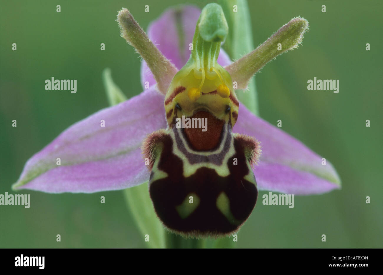 Eine Nahaufnahme von einer Biene Orchidee Blume. Stockfoto