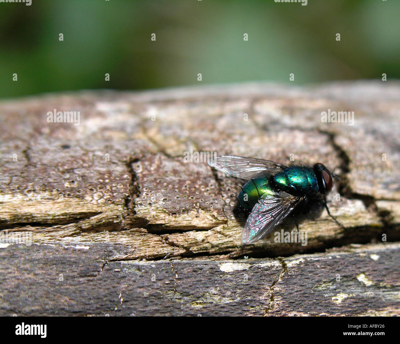 Kleine Fliege mit Metallkörper grüne und rote Augen Lucilia Guldflue sp Lucilia sp Stockfoto
