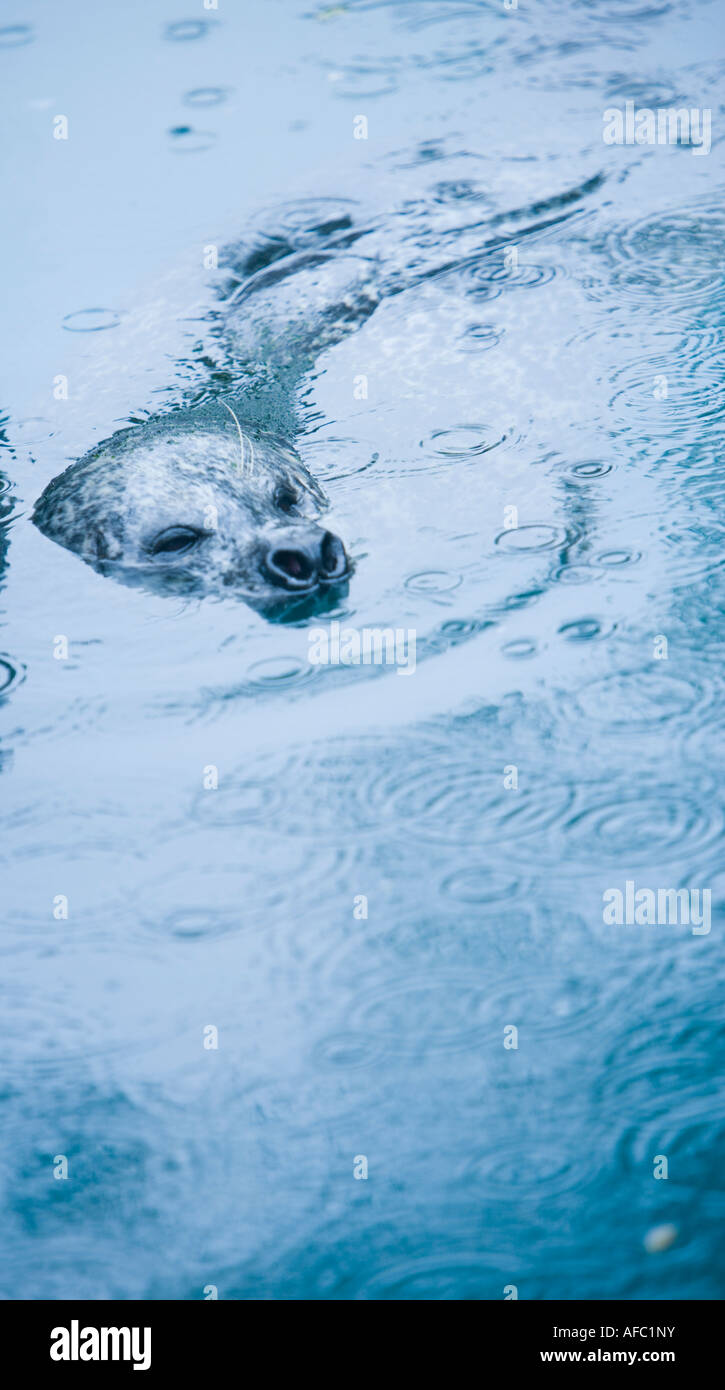 Dichtung im Regen am Loch Crerans Stockfoto