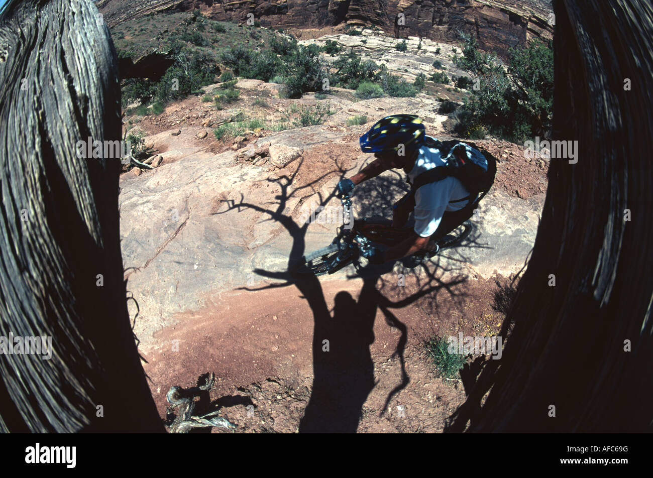 zwischen den Baum Stockfoto