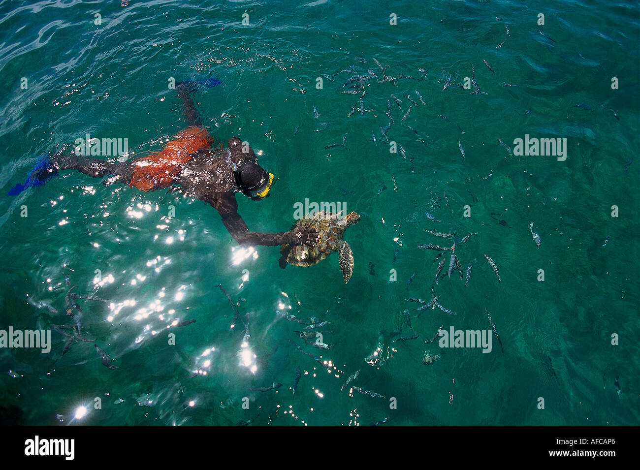 Schnorcheln mit Meeresschildkröten, Kreuzfahrt Tiama Katamaran Folkstone Marine Reserve, Barbados Stockfoto