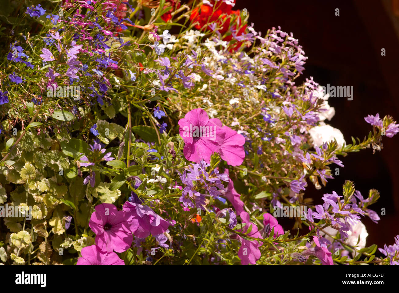 Hängenden Korb Blütenpracht Stockfoto