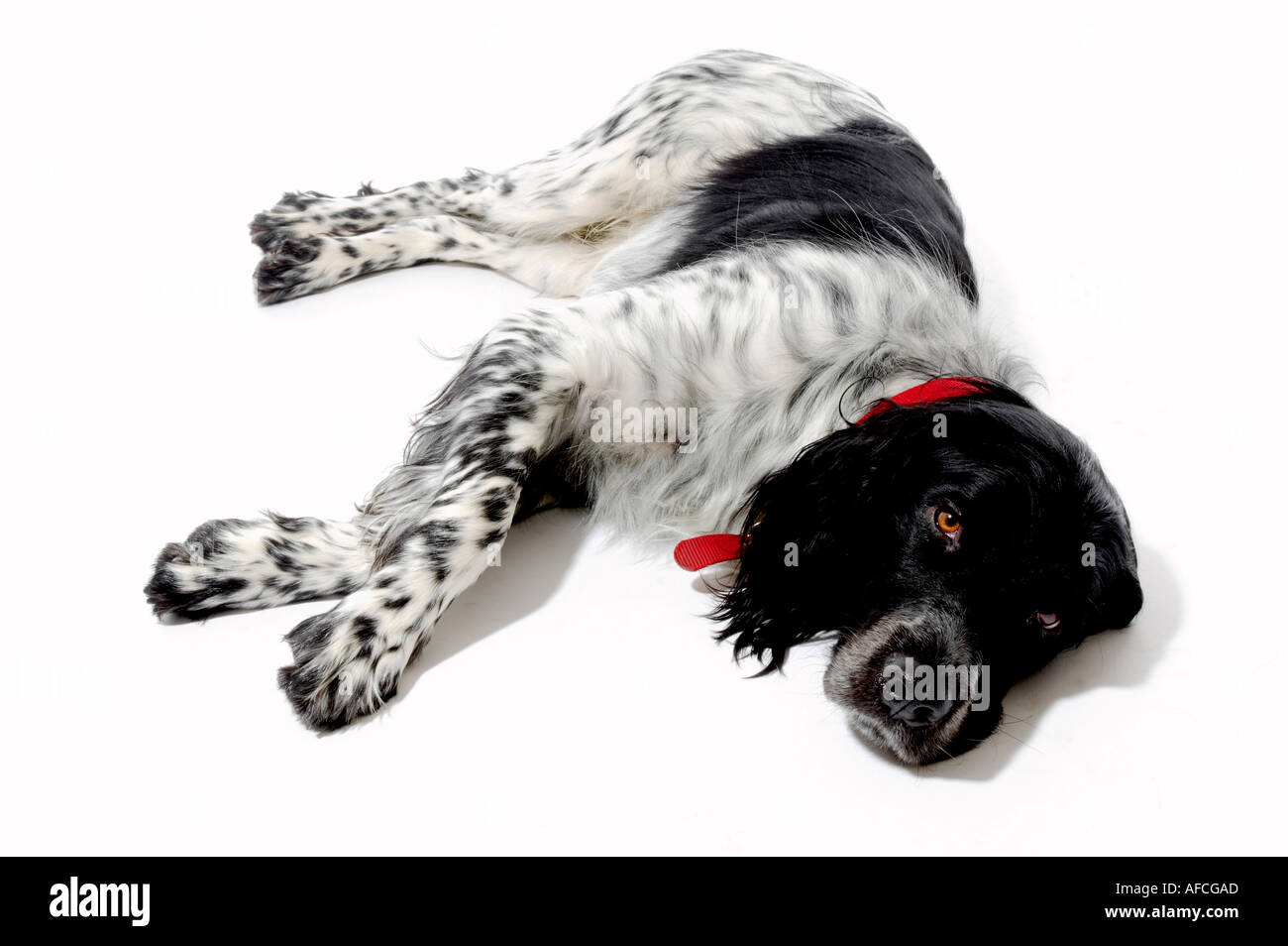 Schwarz-weißer Riesenhund aus Munsterlander, der auf seiner Seite auf weißem Hintergrund liegt Stockfoto