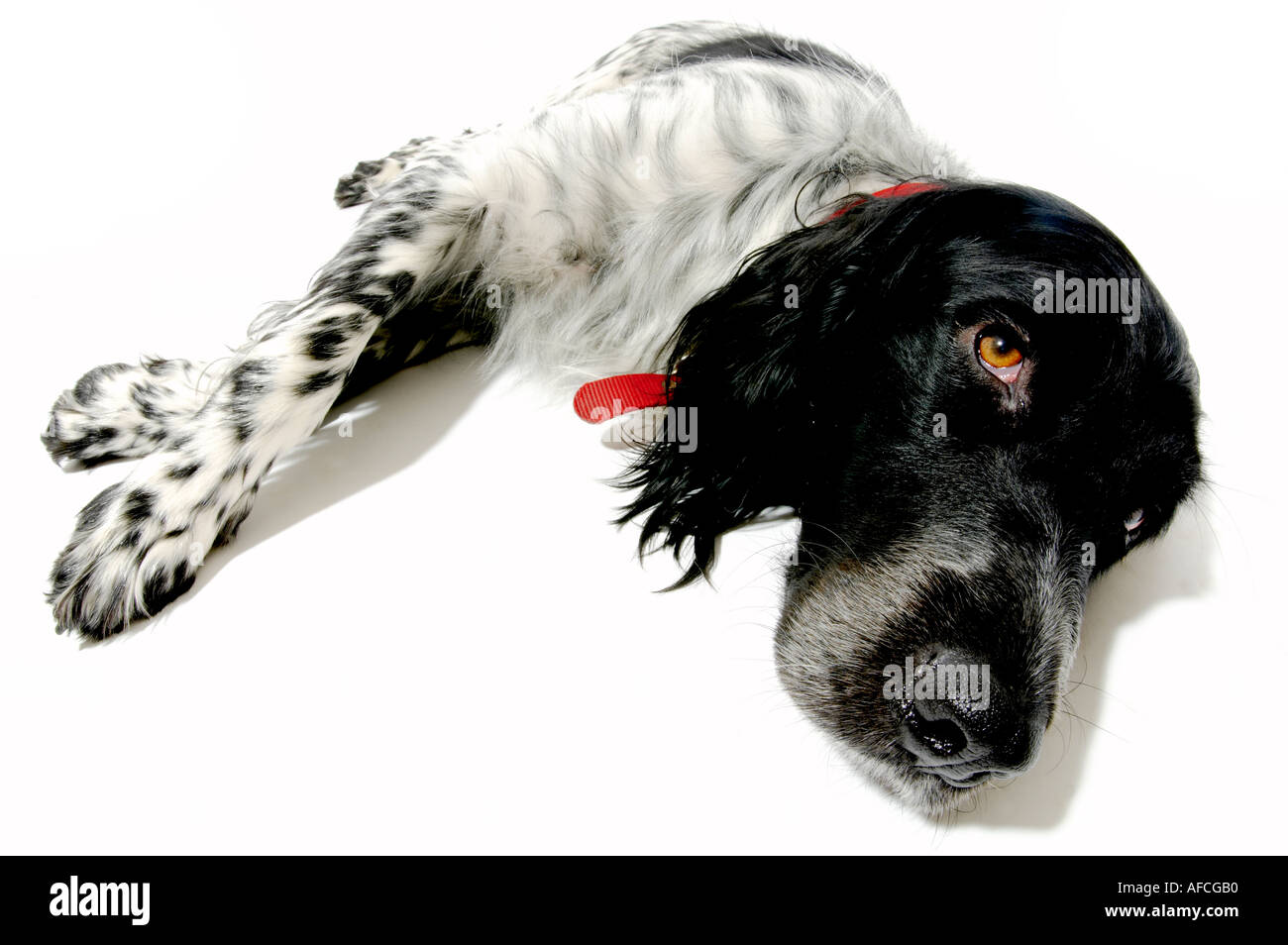 Schwarz-weißer Riesenhund aus Munsterlander, der auf seiner Seite auf weißem Hintergrund liegt Stockfoto