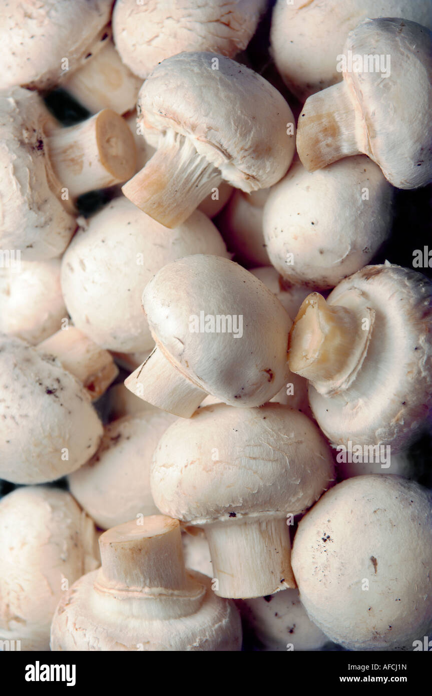 Viele schneiden Pilze die Taste Pilz Agaricus Bisporus eine der am weitesten verbreiteten Pilze in der Welt Stockfoto