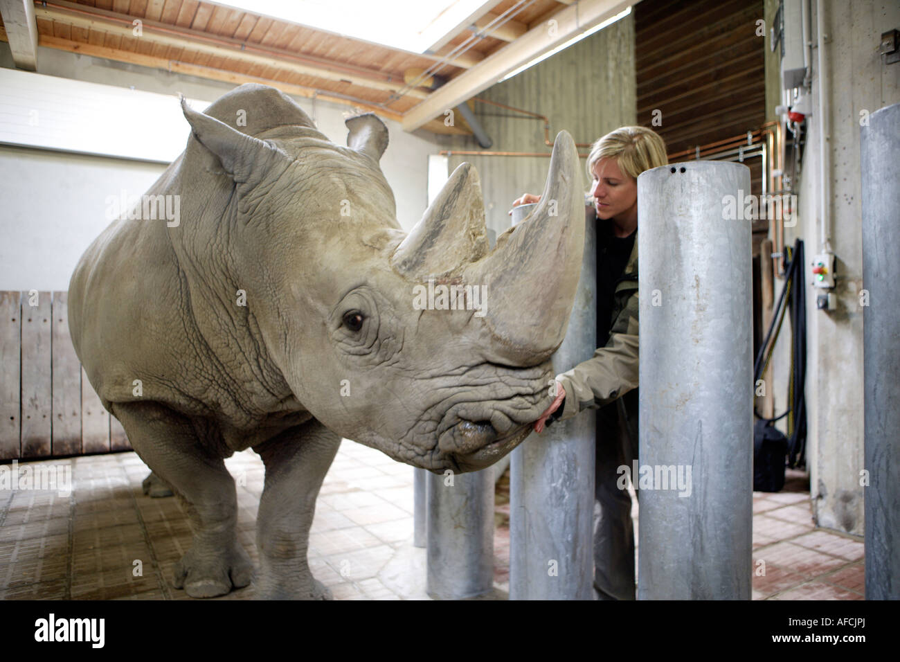 Der Zoo-Tierarzt des Zoos Allwetterzoo Dr. Sandra Silinski mit das weiße Nashorn Stockfoto