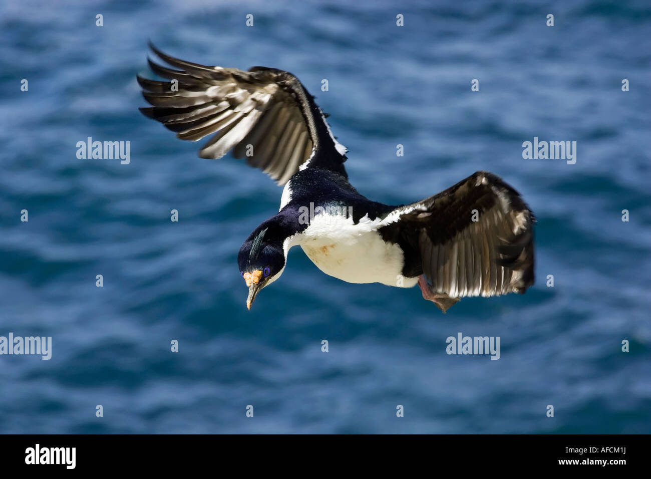 Ein Erwachsener König Kormoran Flügel ausgestreckten hereinkommen zu landen Stockfoto