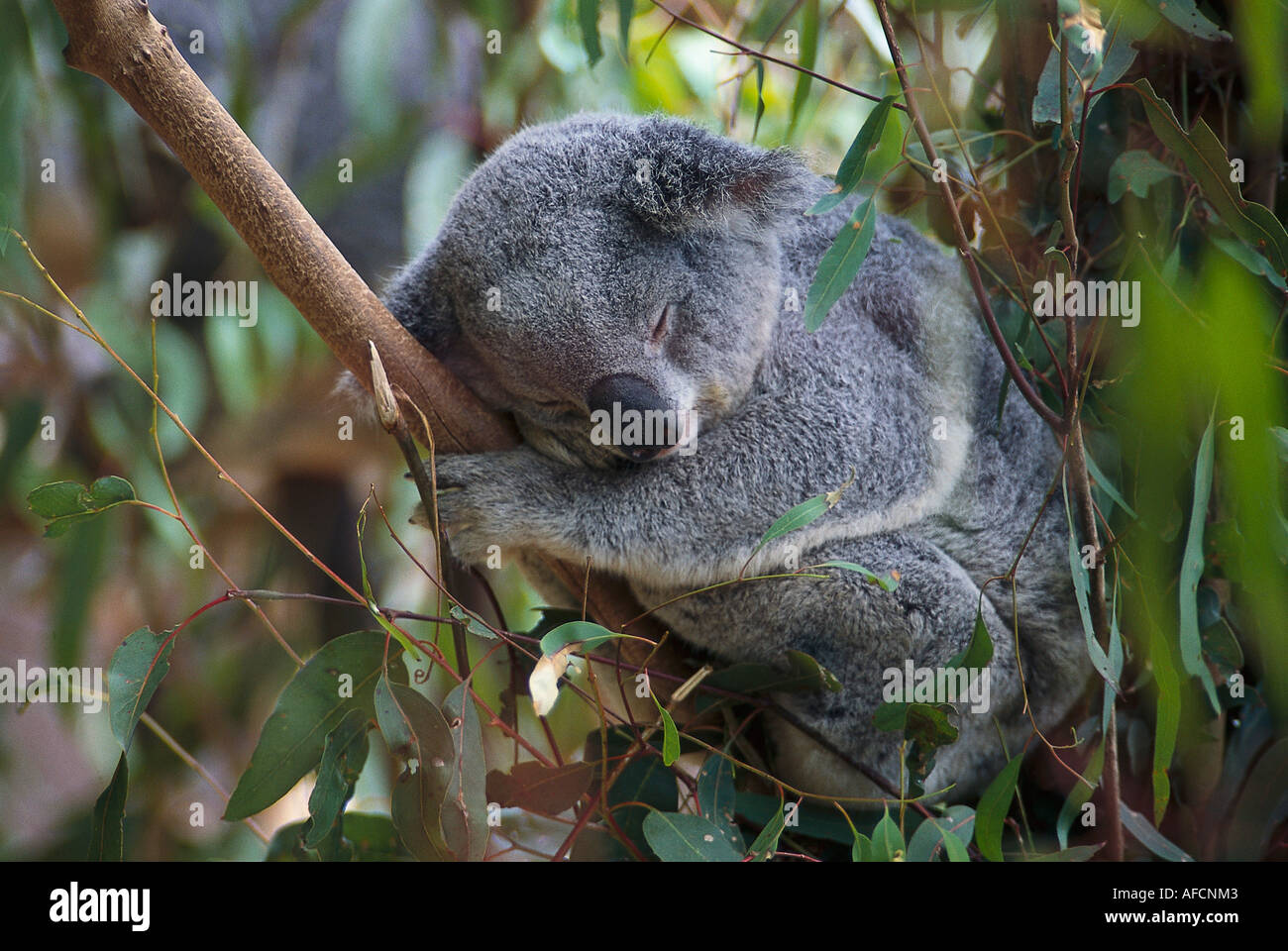 Schlafen, Koala, Lone Pine Koala Sanctuary Brisbane, Queensland, Australien Stockfoto