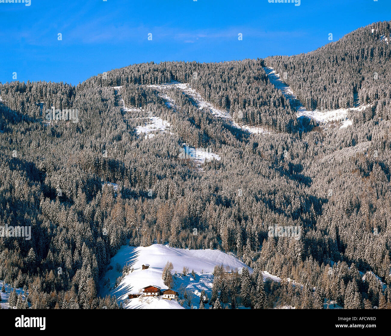 Geographie / Reisen, Bergwald im Winter, in Mühlbach am Hochkönig, Alpen, Europa, Landschaft, Landschaften, Salzburg, Österreich Stockfoto