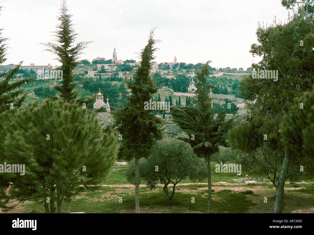 Garden Of Gethsemane Israel Stockfotos und bilder Kaufen Alamy
