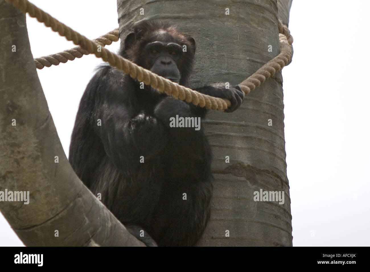 Zoo-Monkey Stockfoto