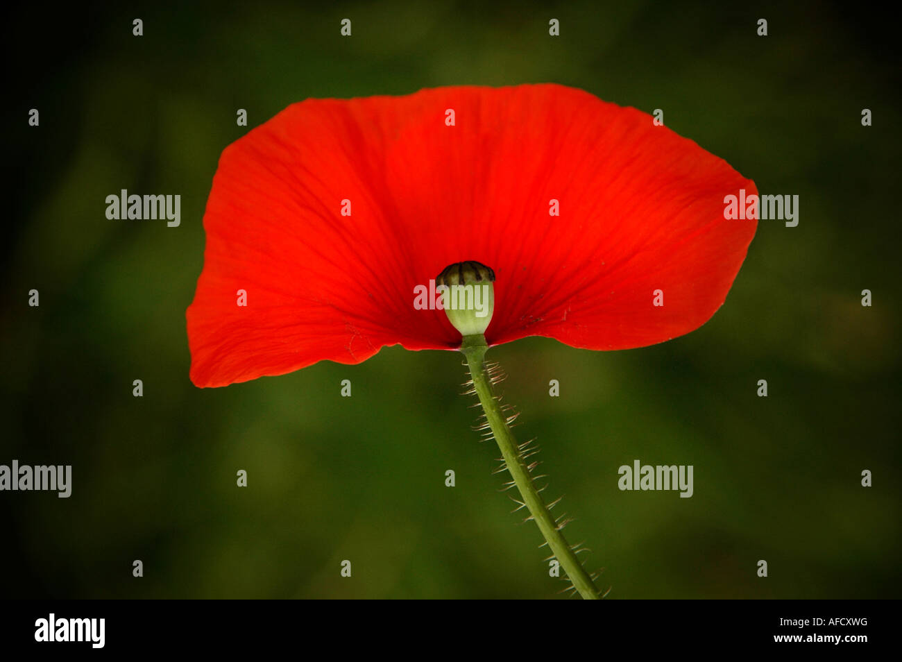 ein Close Up eine Mohnblume, die Hälfte der Blütenblätter vergossen hat Stockfoto