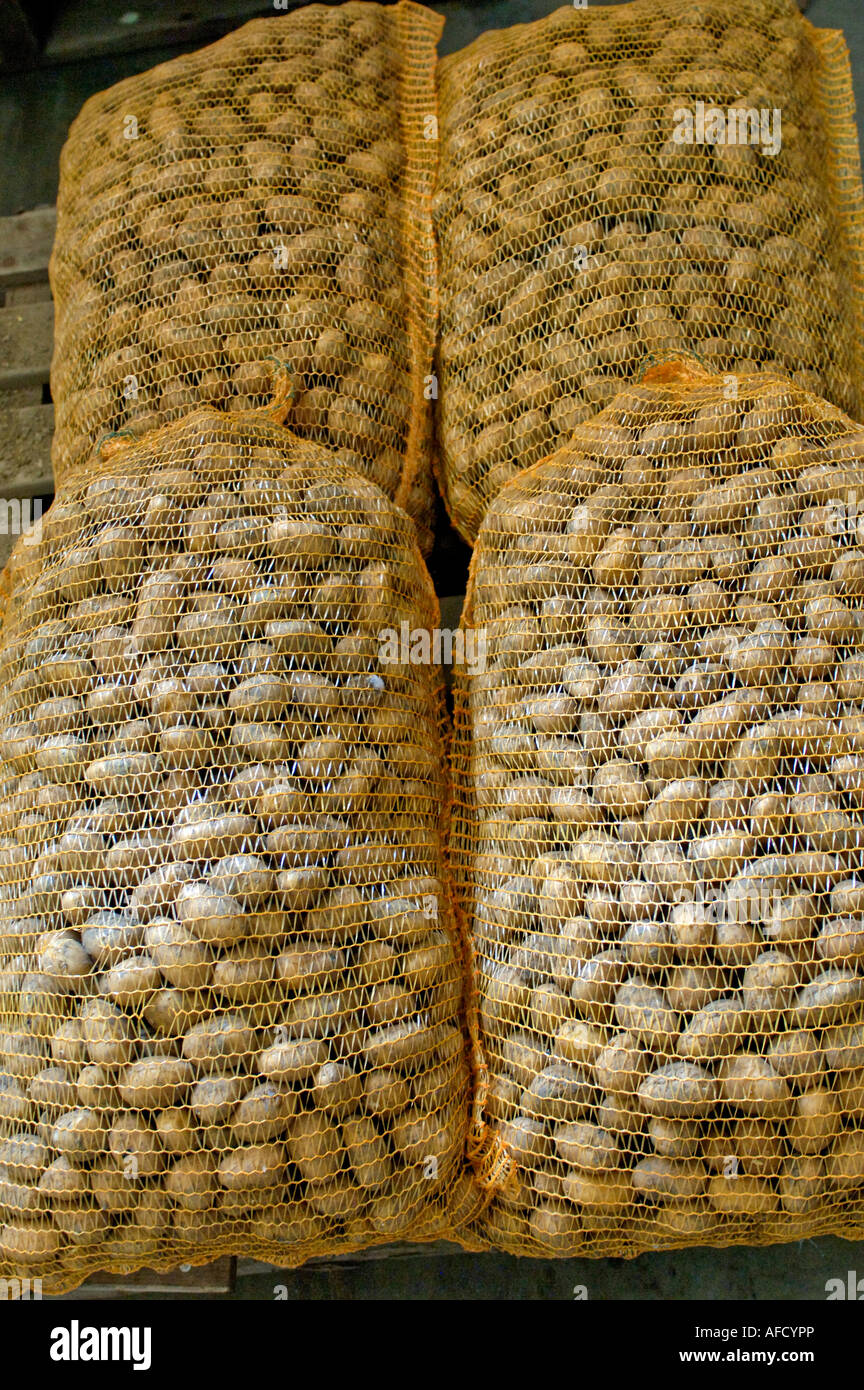 Säcke mit neuen Kartoffeln Stockfotografie - Alamy