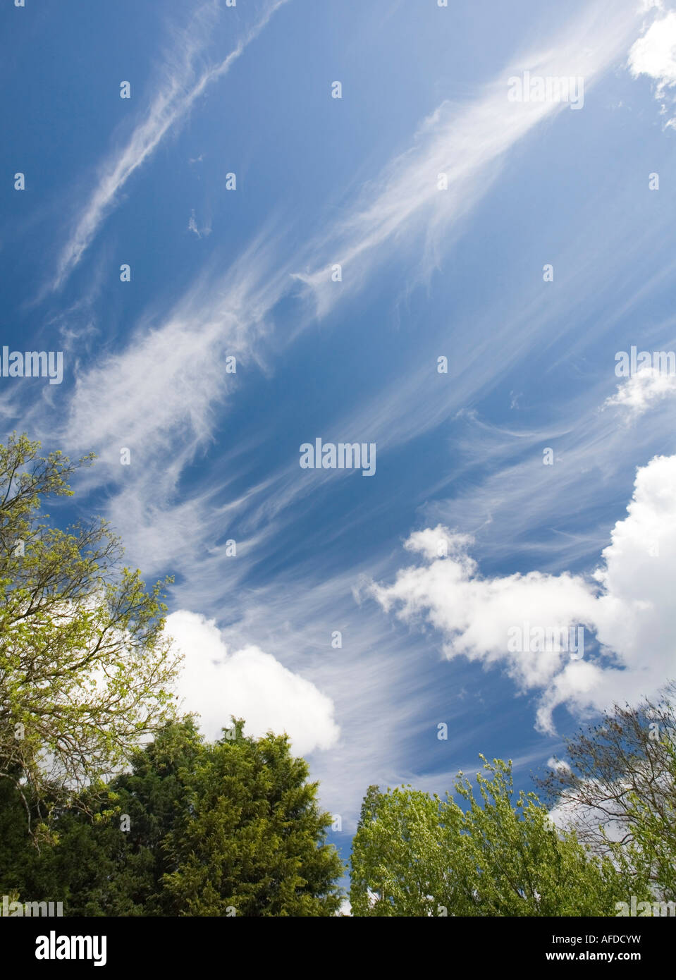 Baumkronen vor blauem Himmel mit Wolken Stockfoto