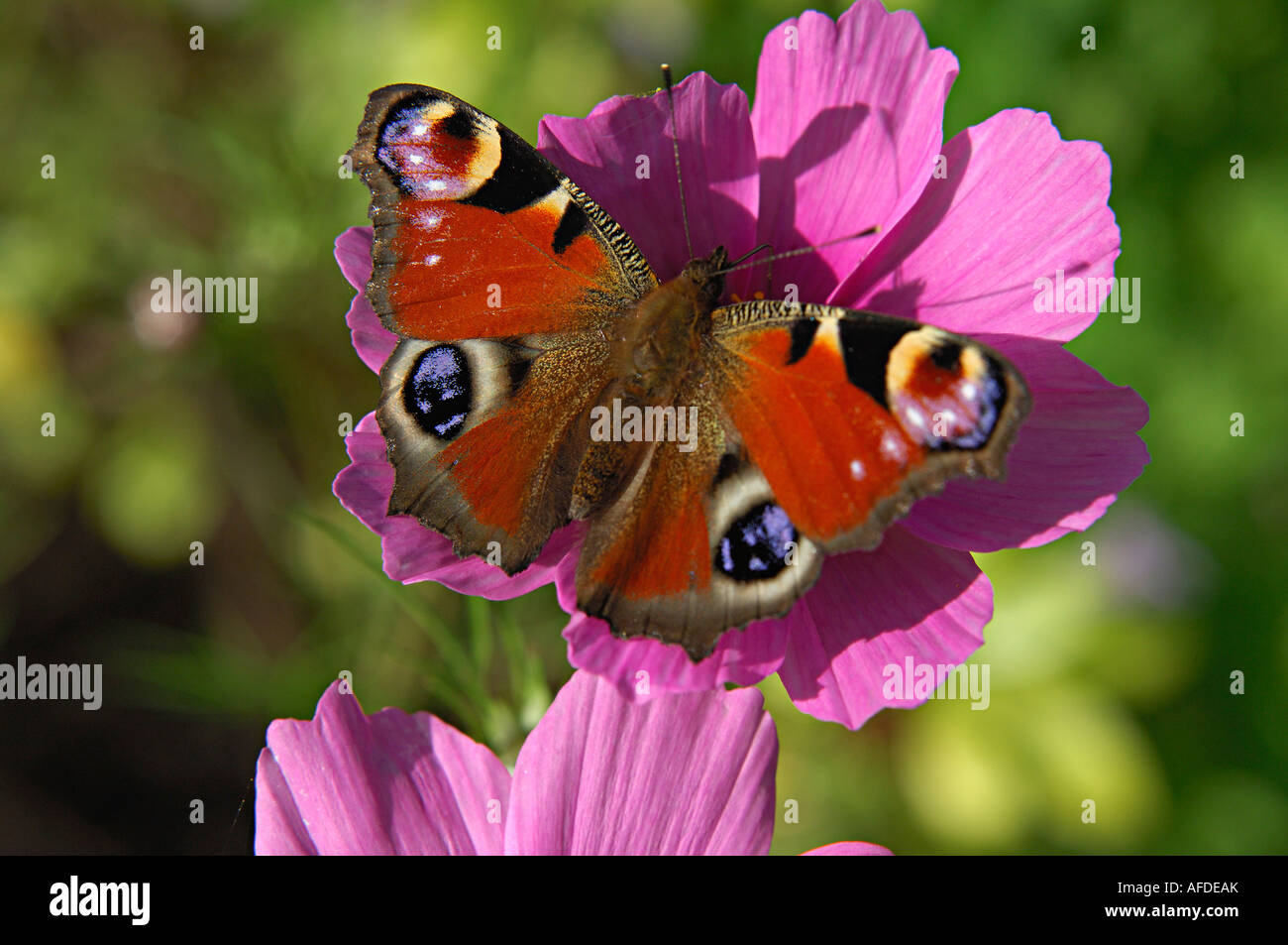 Halb Nahaufnahme von Tagpfauenauge auf einer Blume eine tiefe Magenta Kosmos Scotland UK Stockfoto