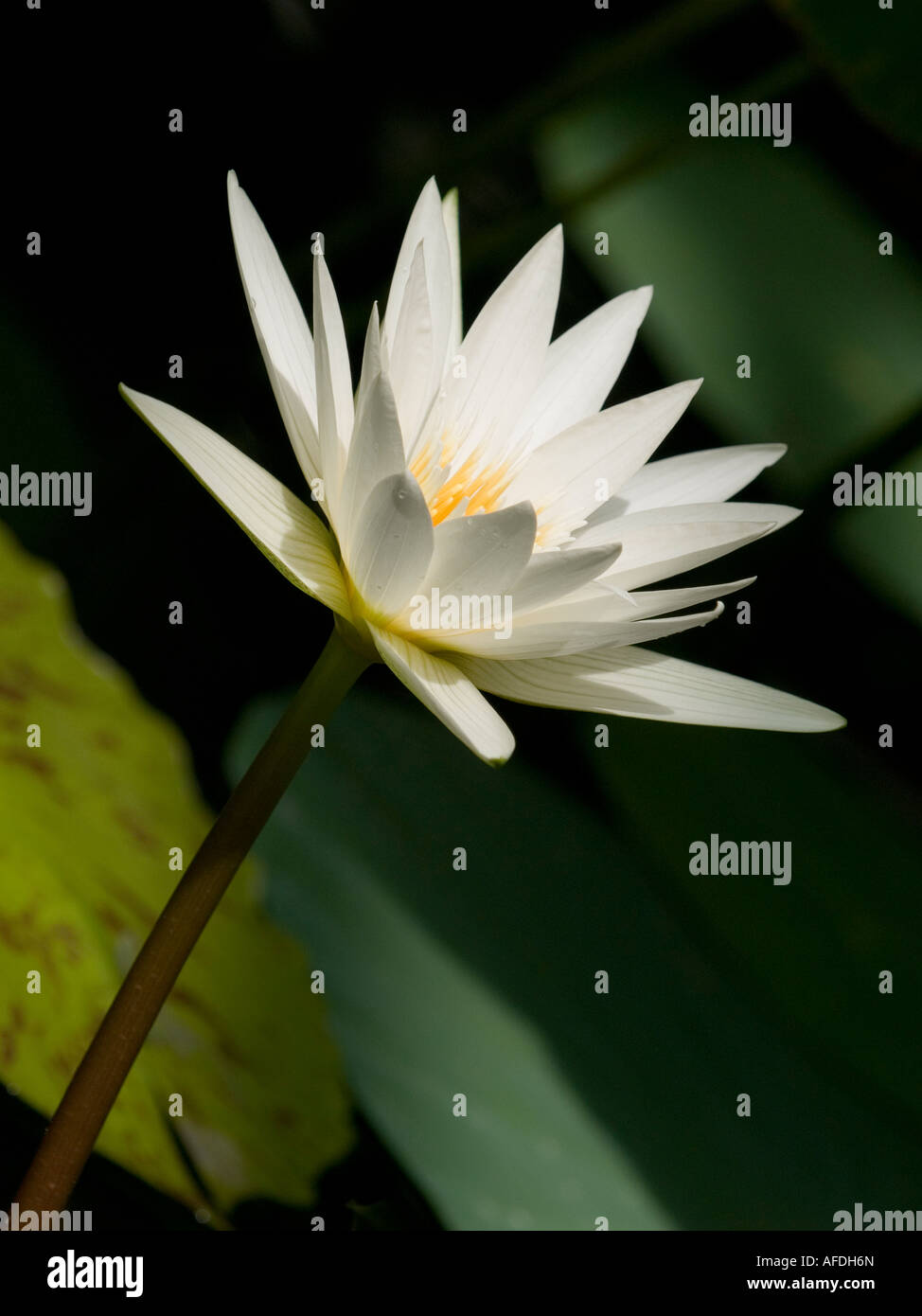 Sonnendurchflutetes einzelne Wildwasser Lilie Blume Nymphaea Sub tropische Wasserpflanze Stockfoto