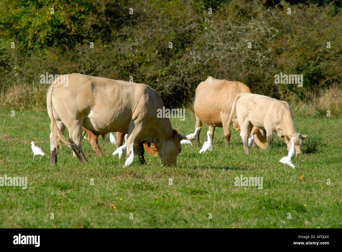 Rinder und Kuhreiher (Bubulcus Ibis) aus Afrika auf Ackerland in La Brenne, Indre, Frankreich. Stockfoto