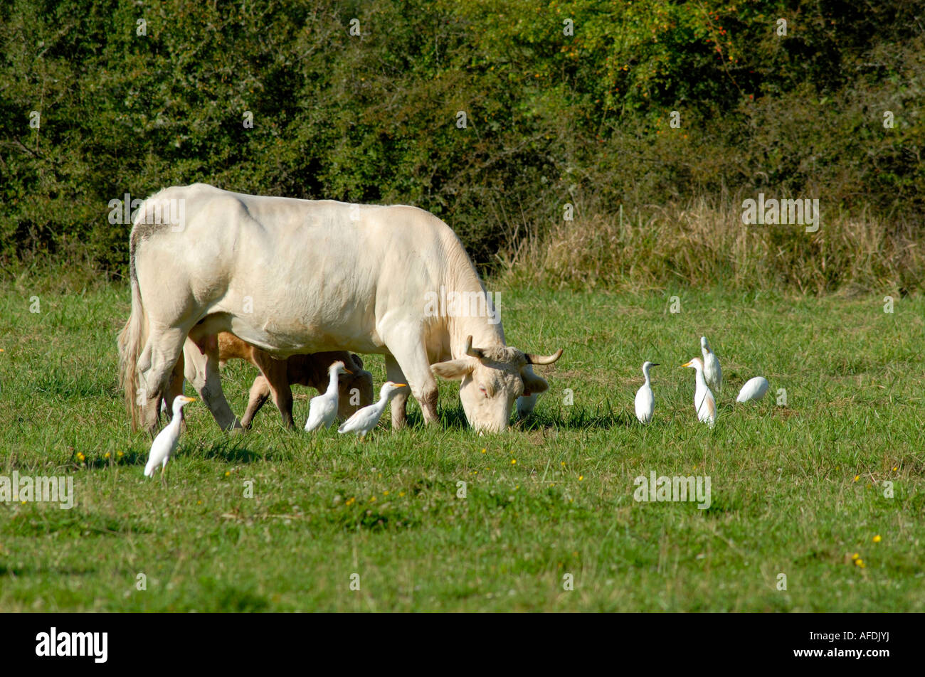 Rinder und Kuhreiher (Bubulcus Ibis) aus Afrika auf Ackerland in La Brenne, Indre, Frankreich. Stockfoto