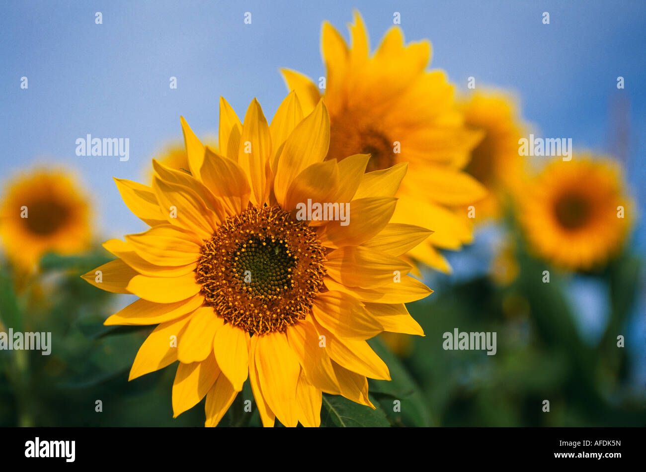 Sonnenblumen, Dorset, England, UK Stockfoto
