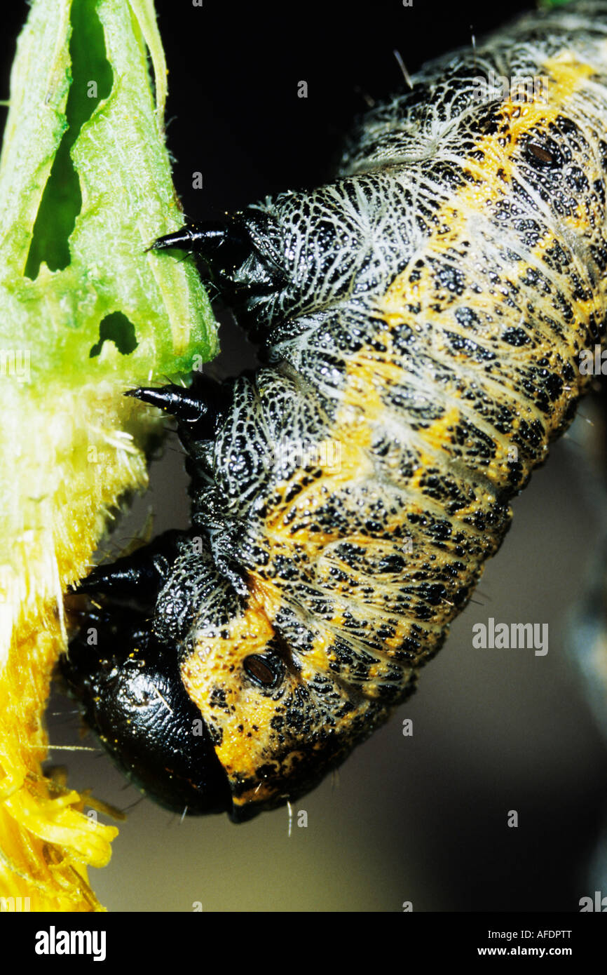 Caterpillar ein Hai Moth (Cucullia Umbratica) im Löwenzahn Werk Essen Stockfoto