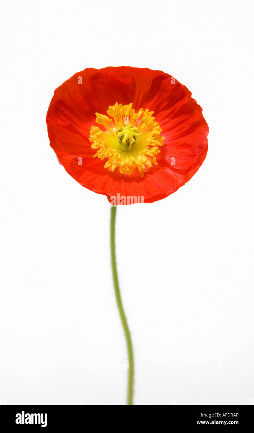 Waliser Mohnblume erschossen vor einem weißen Hintergrund Stockfoto