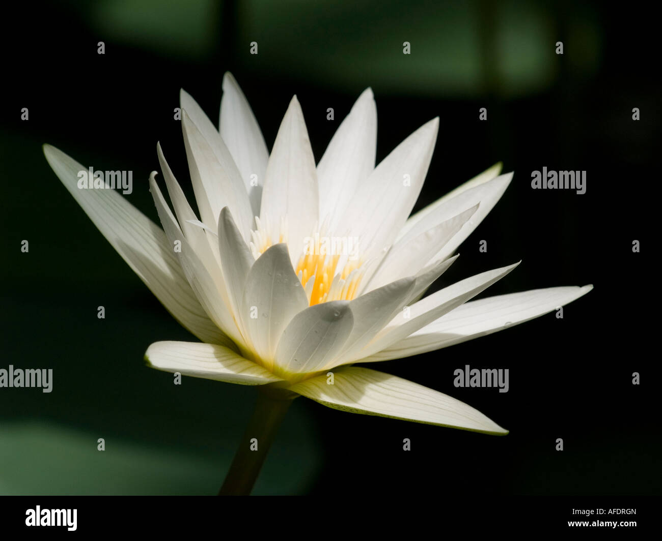 Einzelne Wildwasser Lilie Blume Nymphaea Sub tropische Wasserpflanze Stockfoto