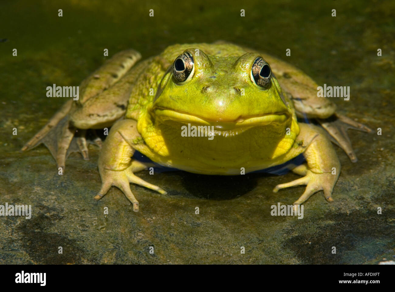 Grüner Frosch (Rana Clamitans), Teich, E USA von Skip Moody / Dembinsky Foto Associates Stockfoto