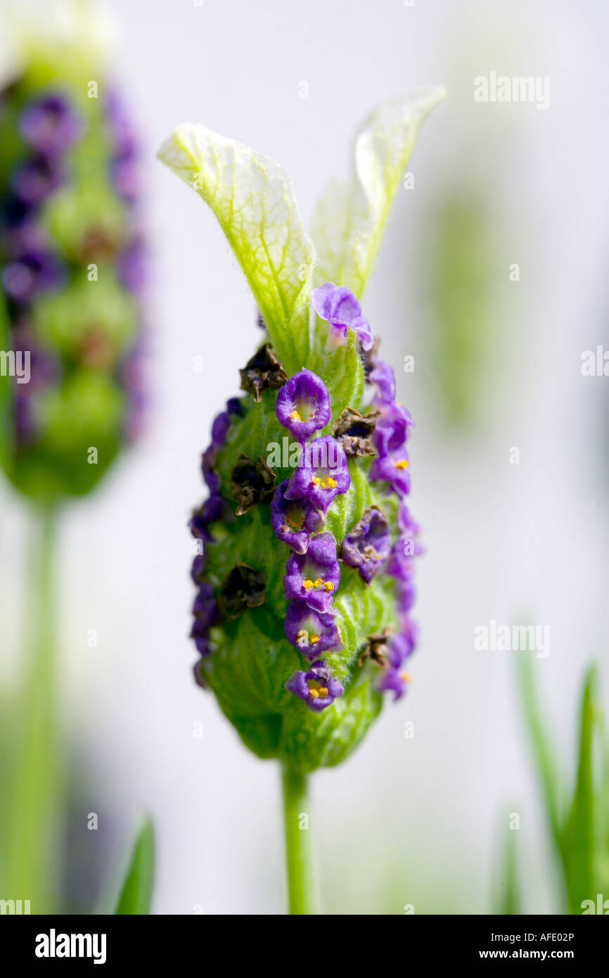 Nahaufnahme von Lavendel Blumen Stockfoto