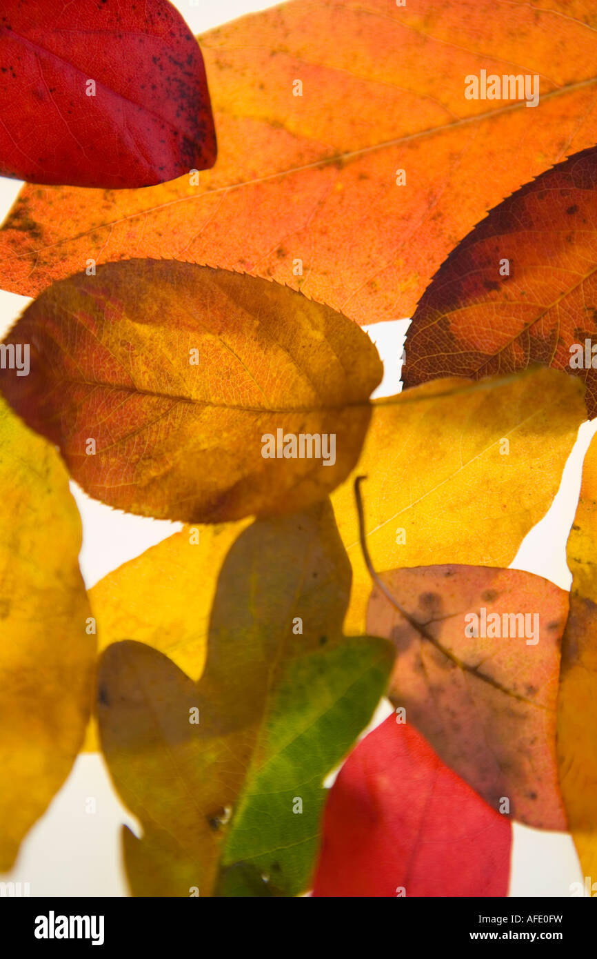 Eine Sammlung von bunten Herbstlaub wieder beleuchtet zeigt details Stockfoto