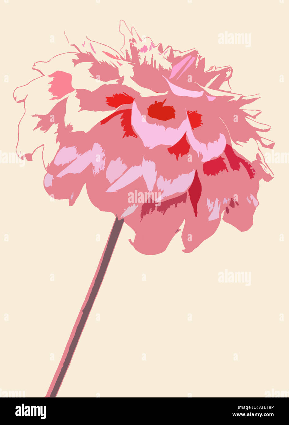 Foto-Illustration von rosa Blume Dahlie erschossen vor einem cremefarbenen Hintergrund Stockfoto