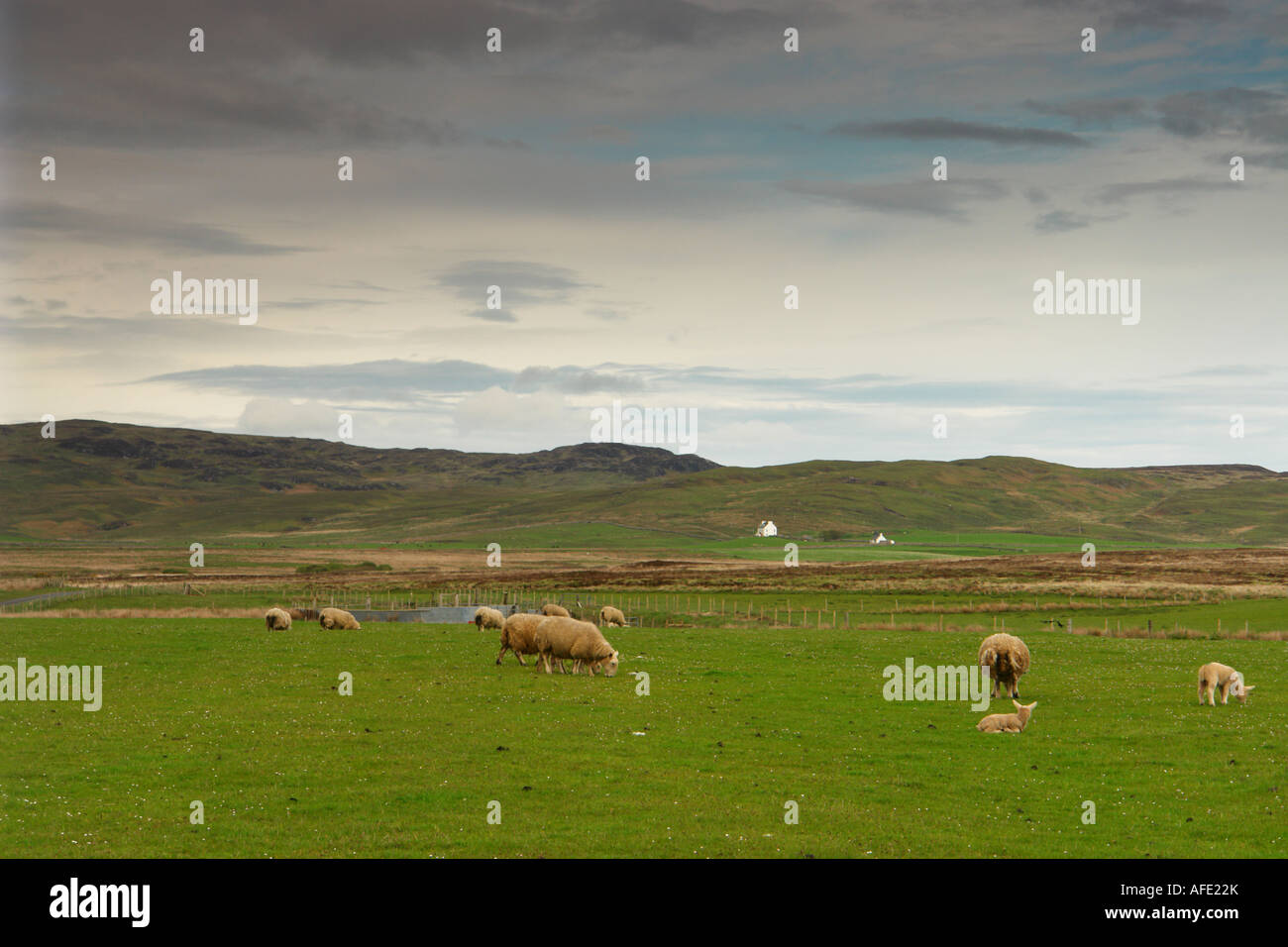 SCHOTTISCHE INSEL ISLAY Stockfoto