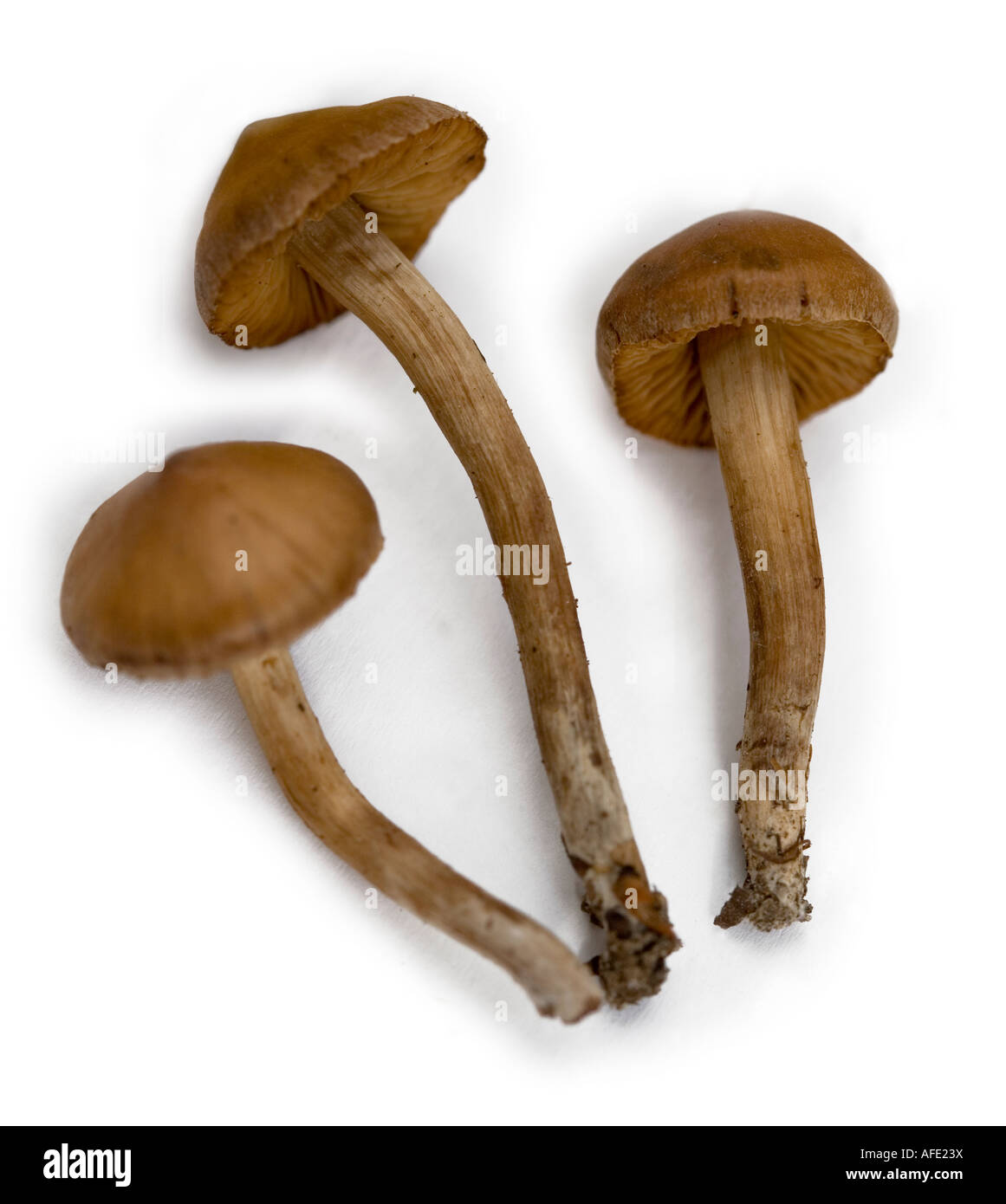 Schuss von unidentifizierten Pilze hautnah Stockfoto