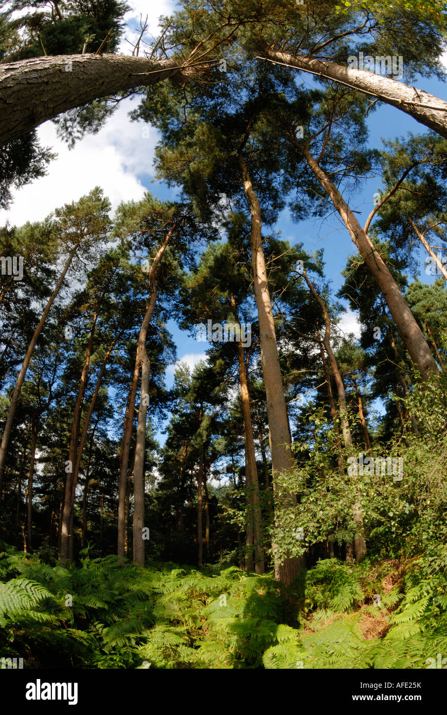 Delamere Wald, eine Fläche von 950 Hektar des laubwechselnden und immergrünen Mischwald in Cheshire. Stockfoto