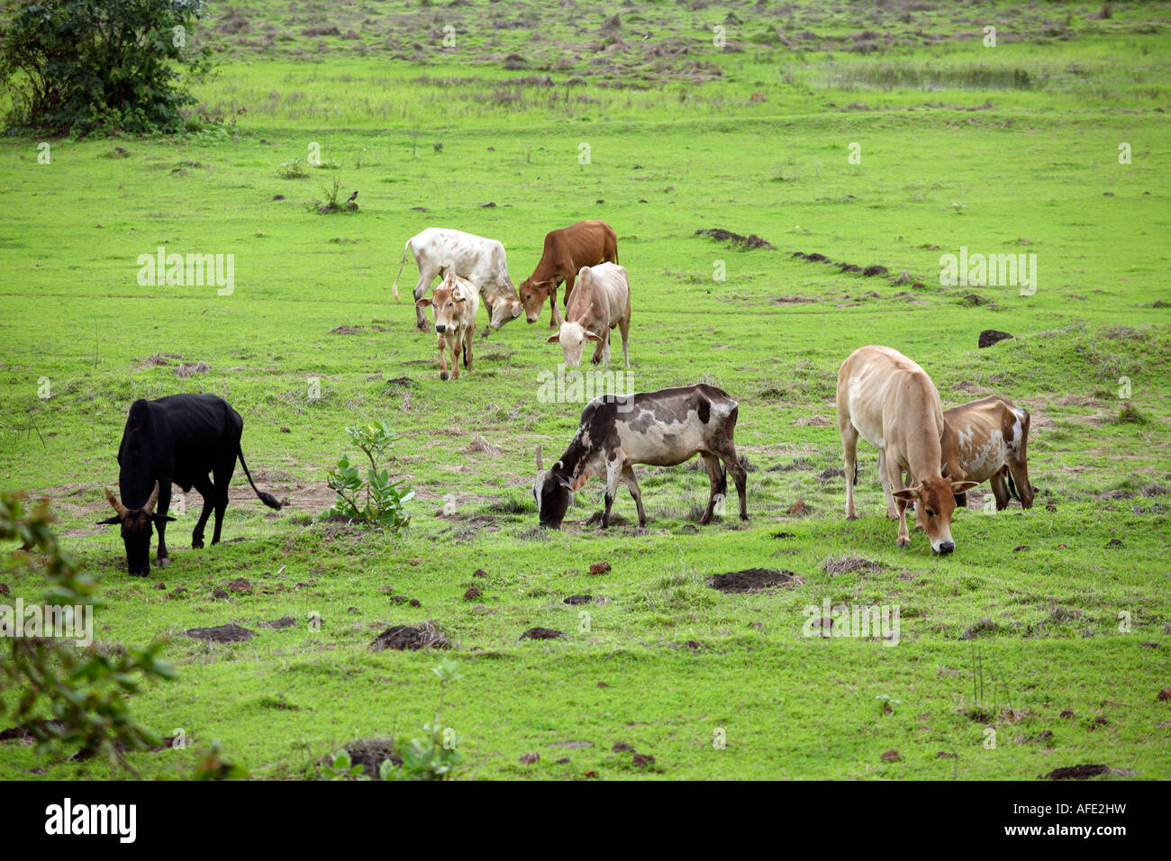 Einheimische Rinder Rassen/Mischlinge des indischen Subkontinents auf der saftigen Weide Tiracol Pernem Bezirk Nord Goa Indien Asien Stockfoto