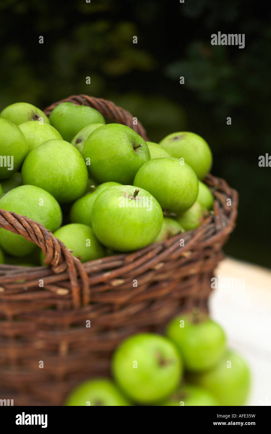 Korb mit Bramley Green Apple Äpfel Malus Domestica außerhalb Herbst Kochen Stockfoto