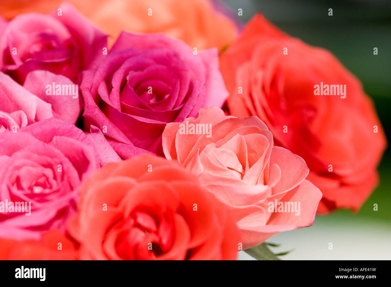 Orange und rosa Rosenstrauß hautnah Stockfoto