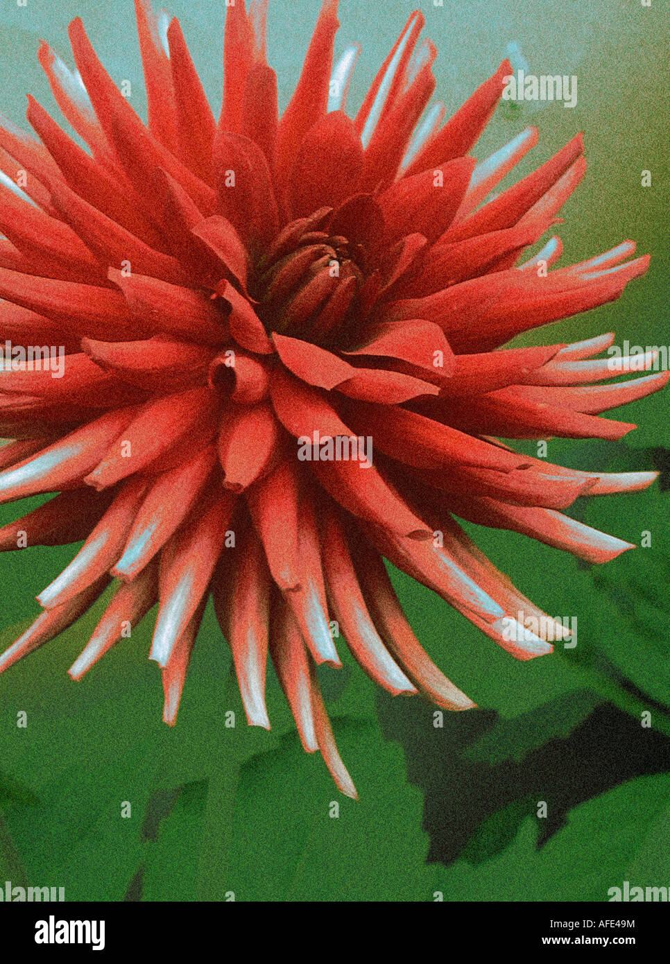 Foto-Illustration der roten "Kaktus" Dahlia Blume mit einem grünen Hintergrund Stockfoto