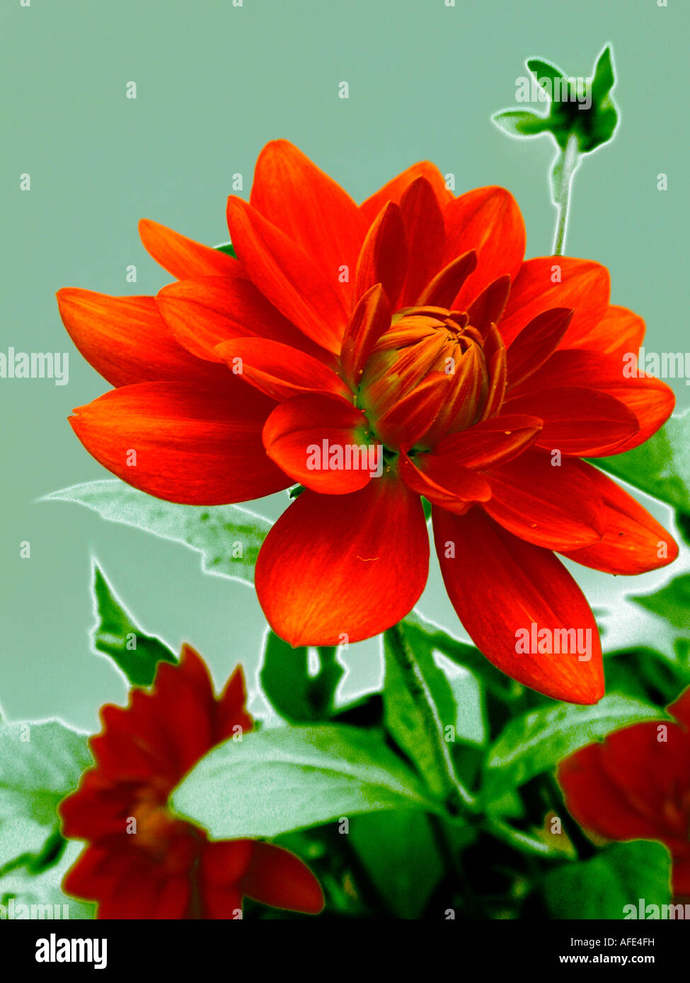 Foto/Illustration der rote Dahlie Blüte lebhaft grünen Hintergrund. Stockfoto