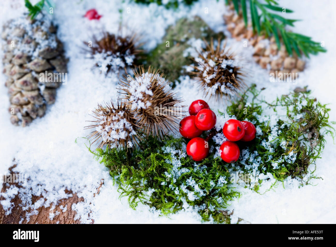 Beeren-Tannenzapfen und Moos begraben im Schnee Stockfoto