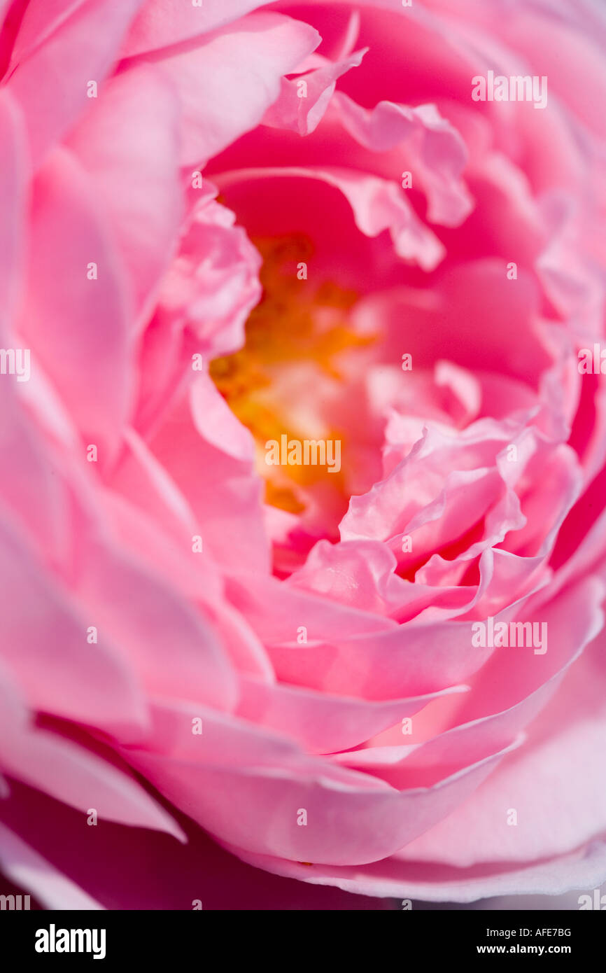 Rosa rose nah abgeschnittenen Schuss im Juni in einem englischen Garten Stockfoto