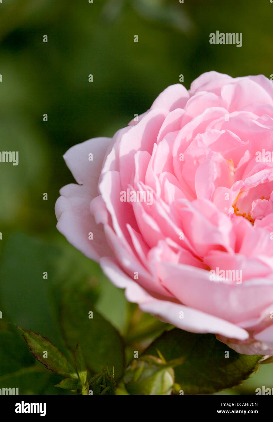 Rosa rose nah abgeschnittenen Schuss im Juni in einem englischen Garten Stockfoto