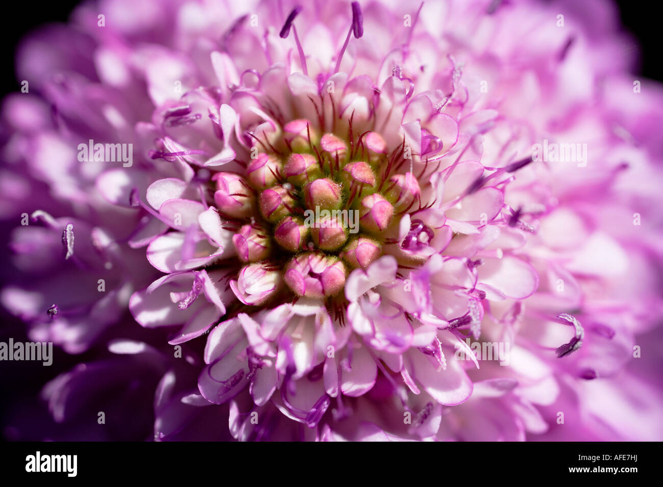 Aufnahme einer lila Witwenblume Blume Nahaufnahme Stockfoto