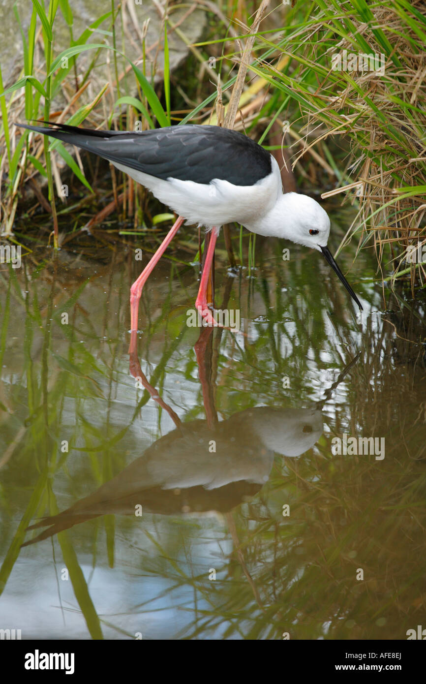 Stelzenläufer auf der Suche nach Nahrung am Rand Wassers. Stockfoto