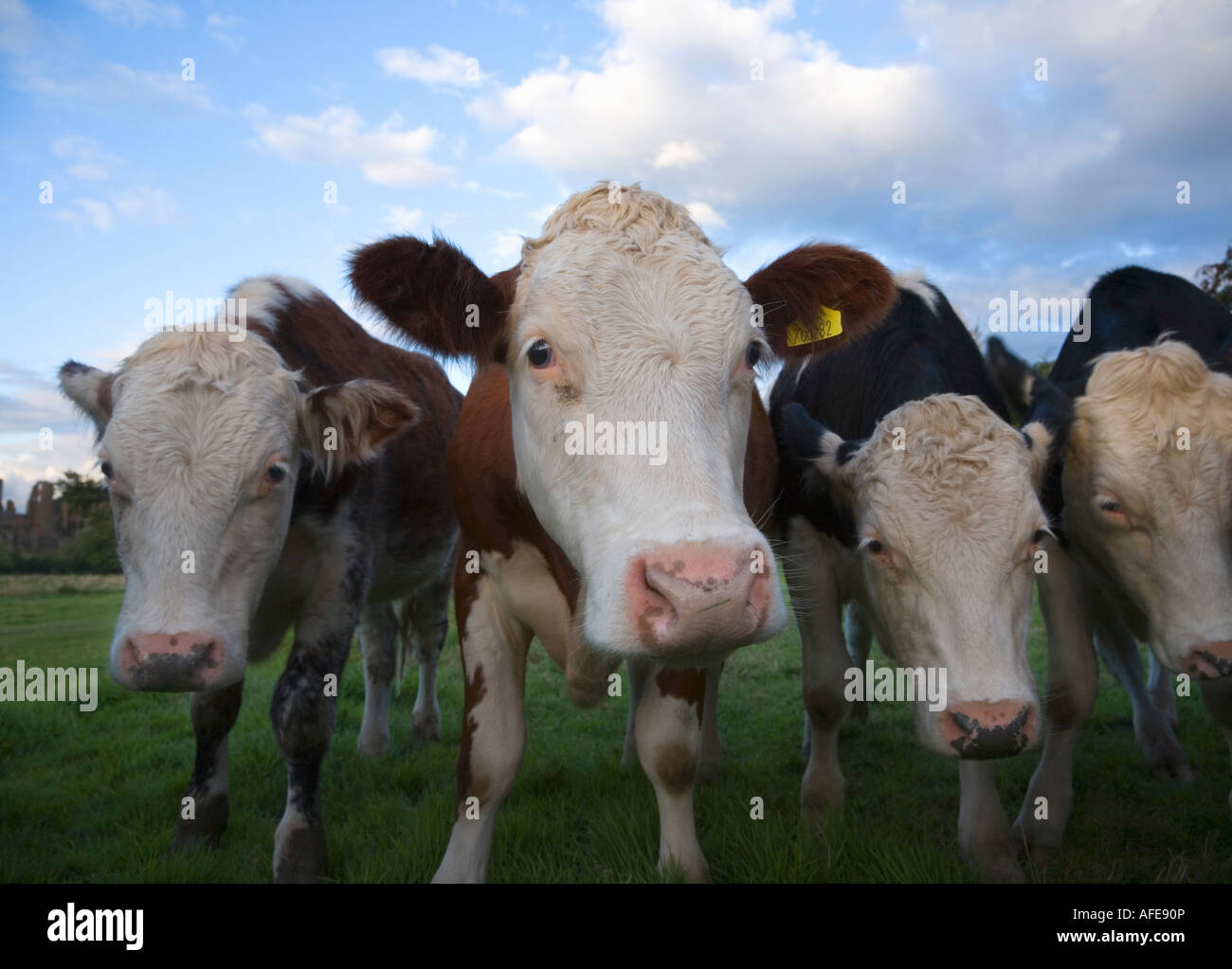 Gruppe von neugierigen Rinder England Stockfoto