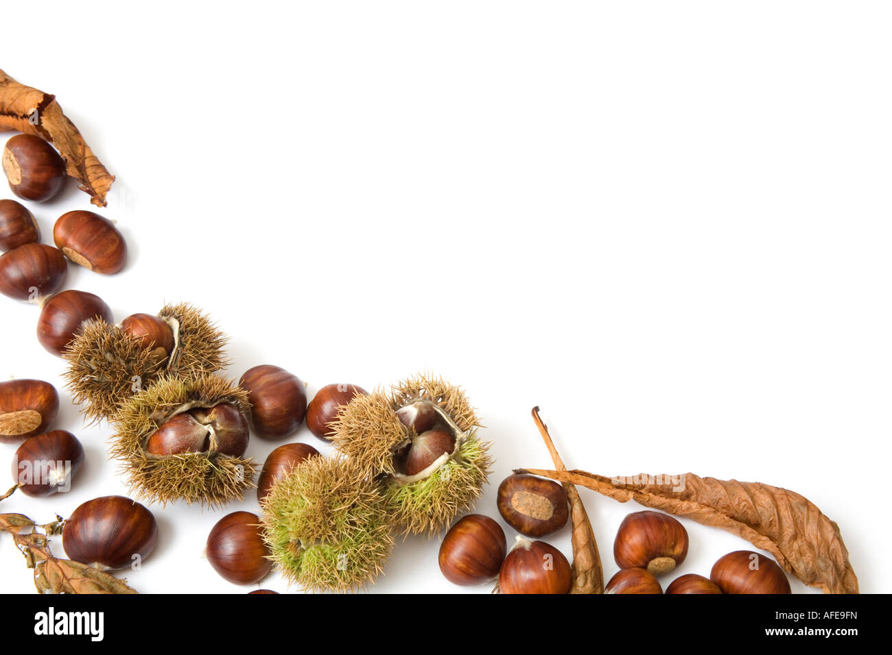 Herbst-Vorlage von Kastanien, isoliert auf weiss mit Textfreiraum Stockfoto