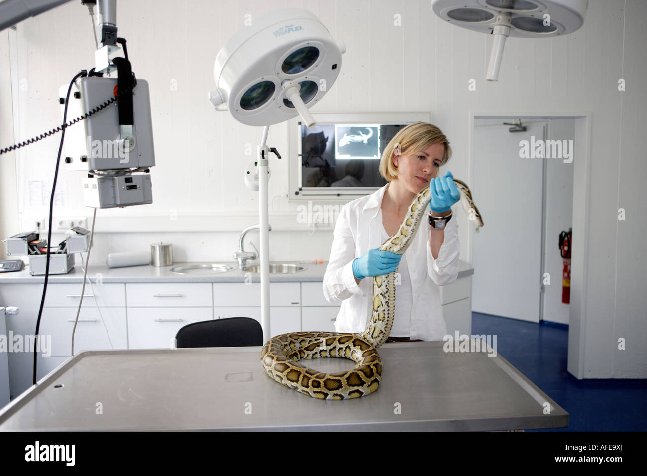 Der Zoo-Tierarzt des Zoos Allwetterzoo Dr. Sandra Silinski mit Python Stockfoto