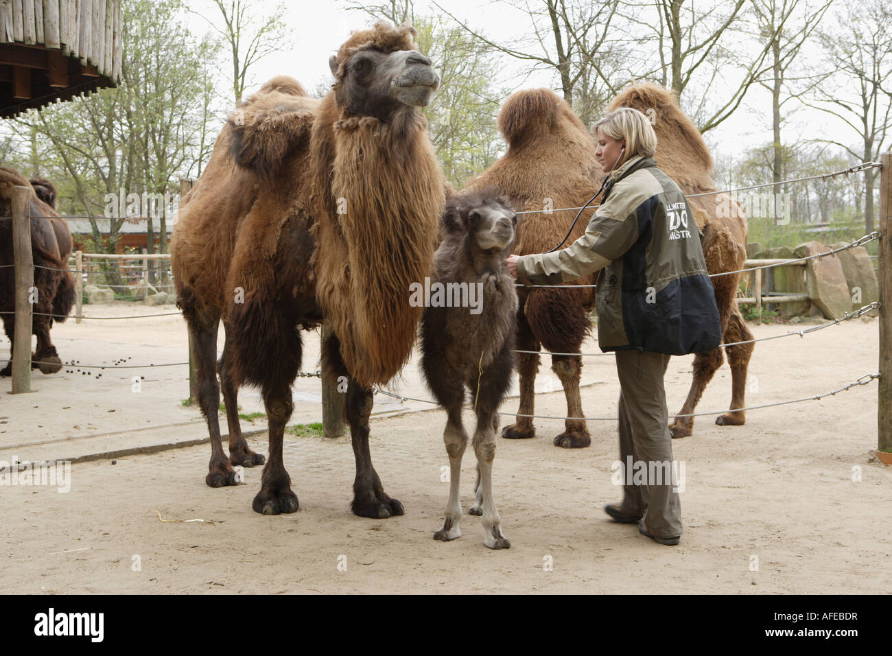 Der Zoo-Tierarzt des Zoos Allwetterzoo Dr. Sandra Silinski mit die baktrischen Kamele Stockfoto