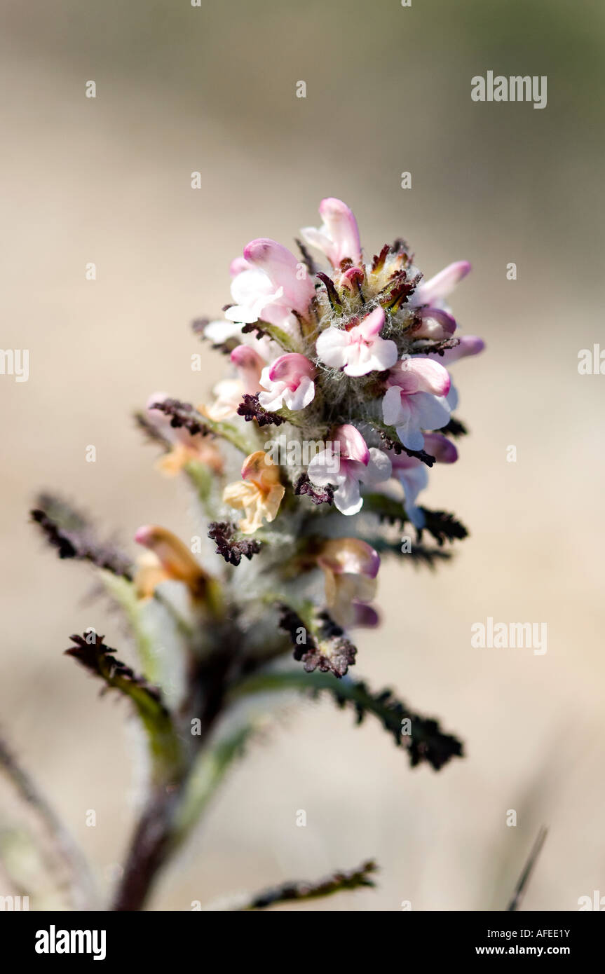 Behaarte Läusekräuter ist eine arktische Pflanze bewegt sein Angebot nach Norden durch den Klimawandel Stockfoto